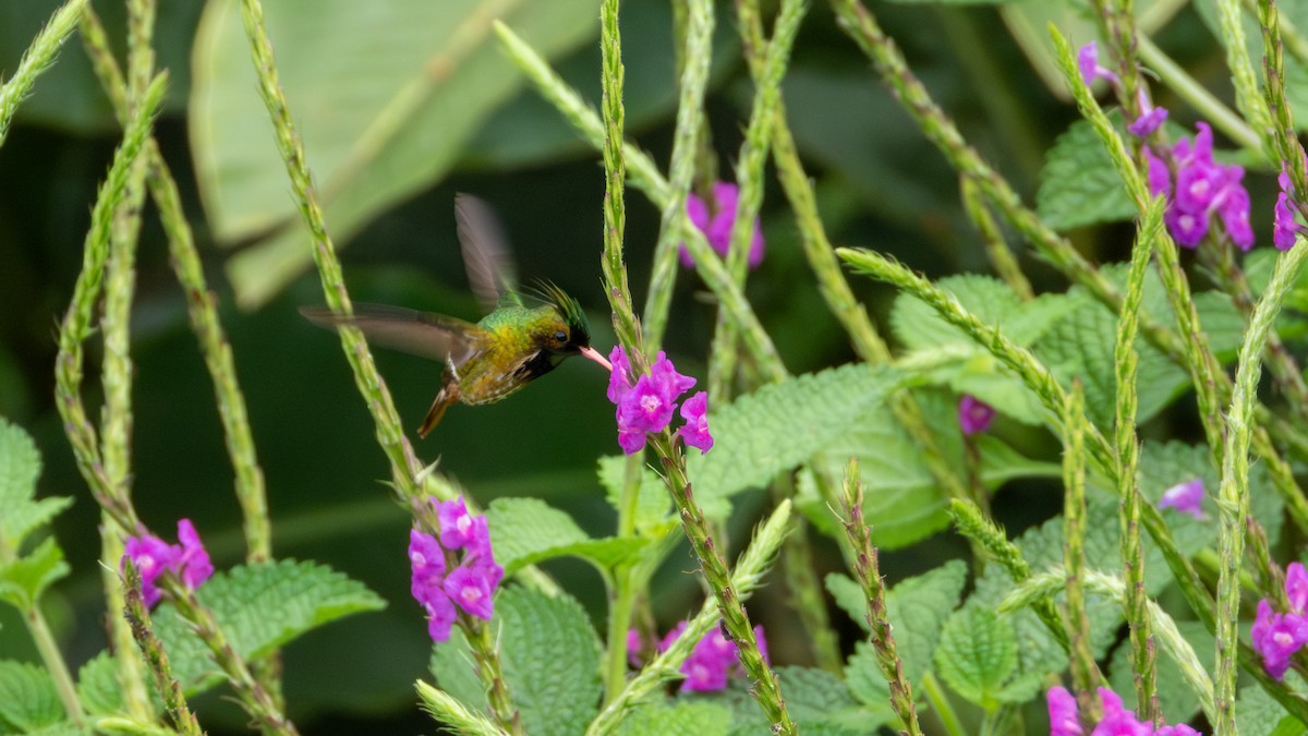 Black-crested Coquette - ML617582482