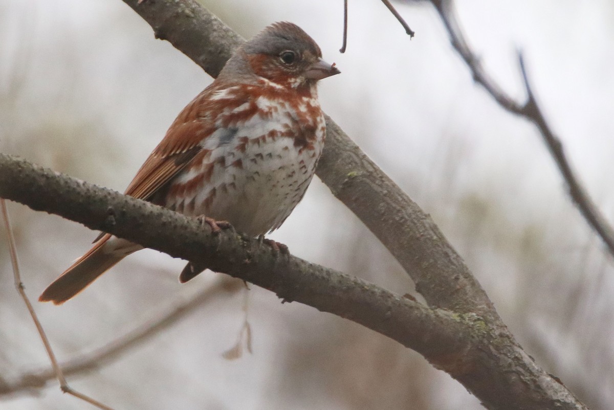 Fox Sparrow - ML617582496
