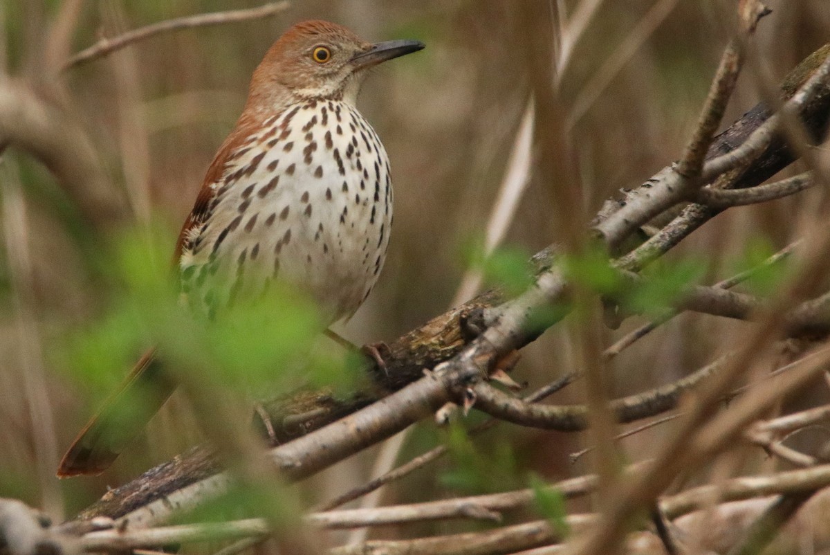 Brown Thrasher - ML617582507