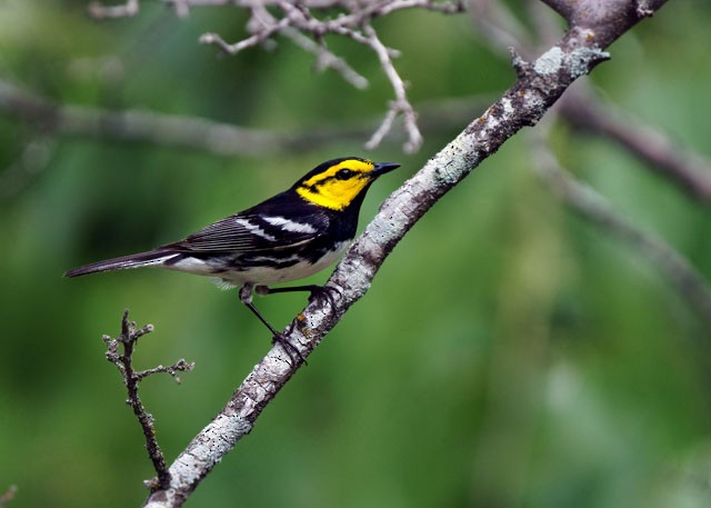 Golden-cheeked Warbler - ML617582530