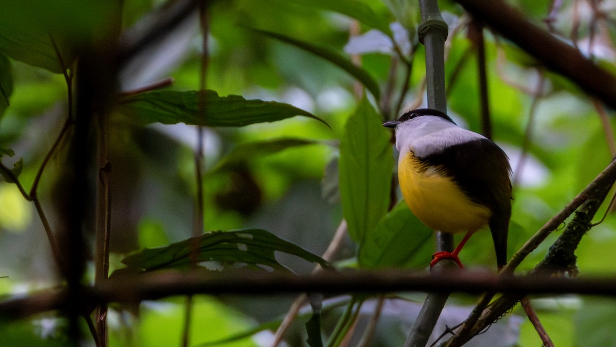 White-collared Manakin - ML617582551