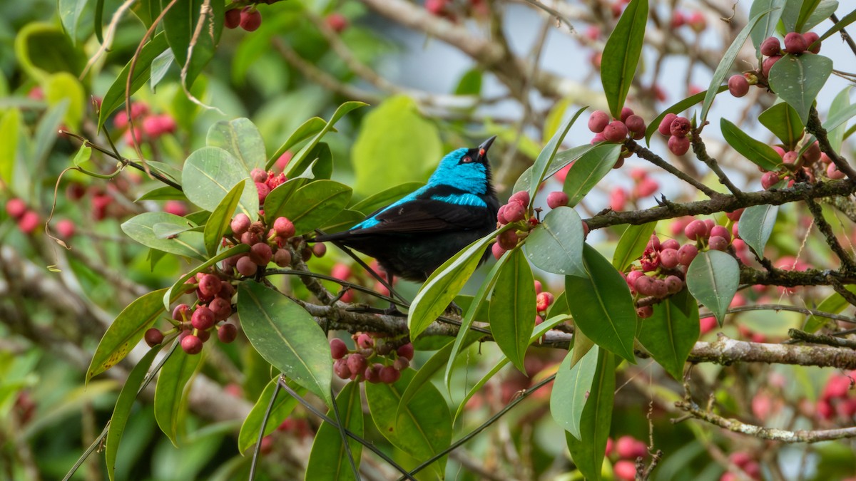 Scarlet-thighed Dacnis - ML617582561