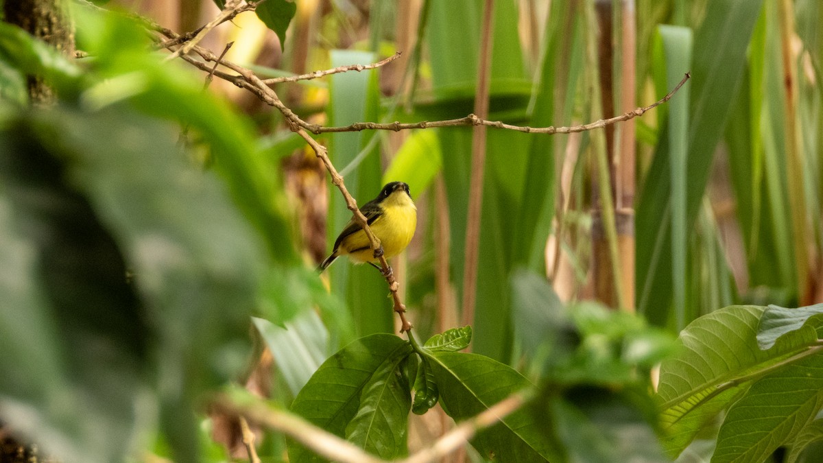 Common Tody-Flycatcher - ML617582596