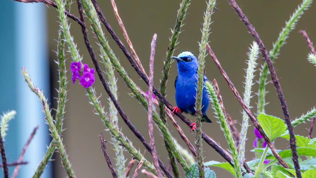 Red-legged Honeycreeper - ML617582621