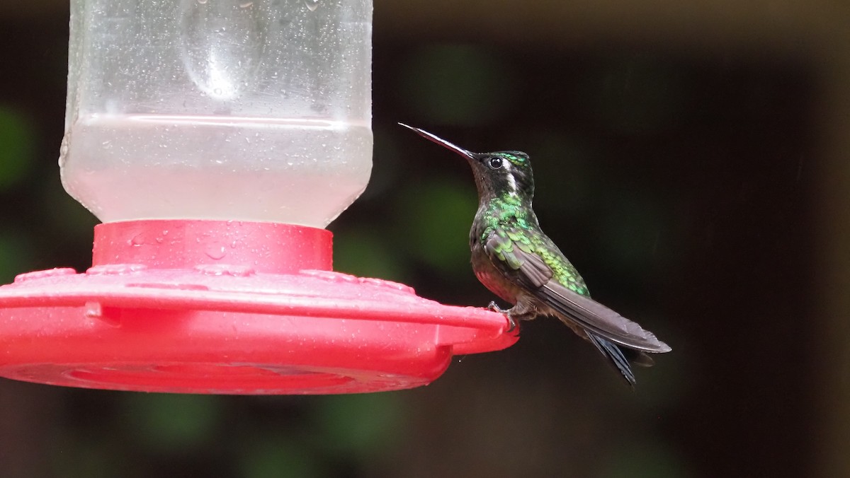 Colibrí Gorjipúrpura - ML617582642