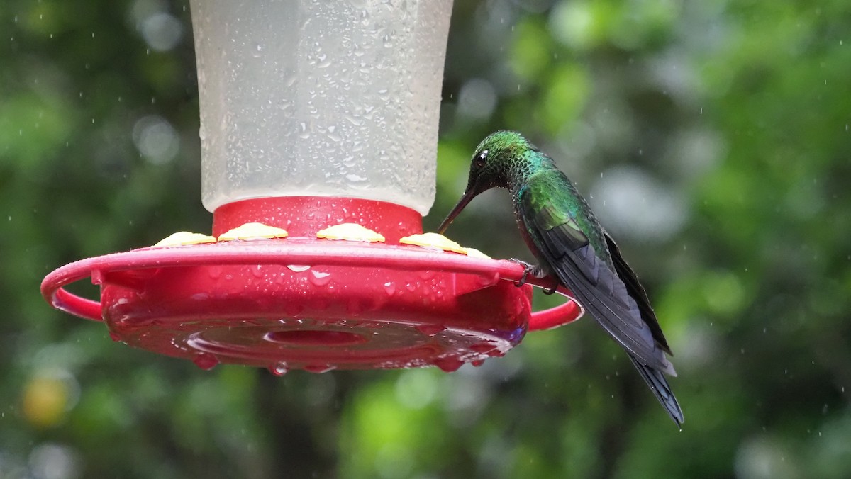 Green-crowned Brilliant - Pranjal Gupta