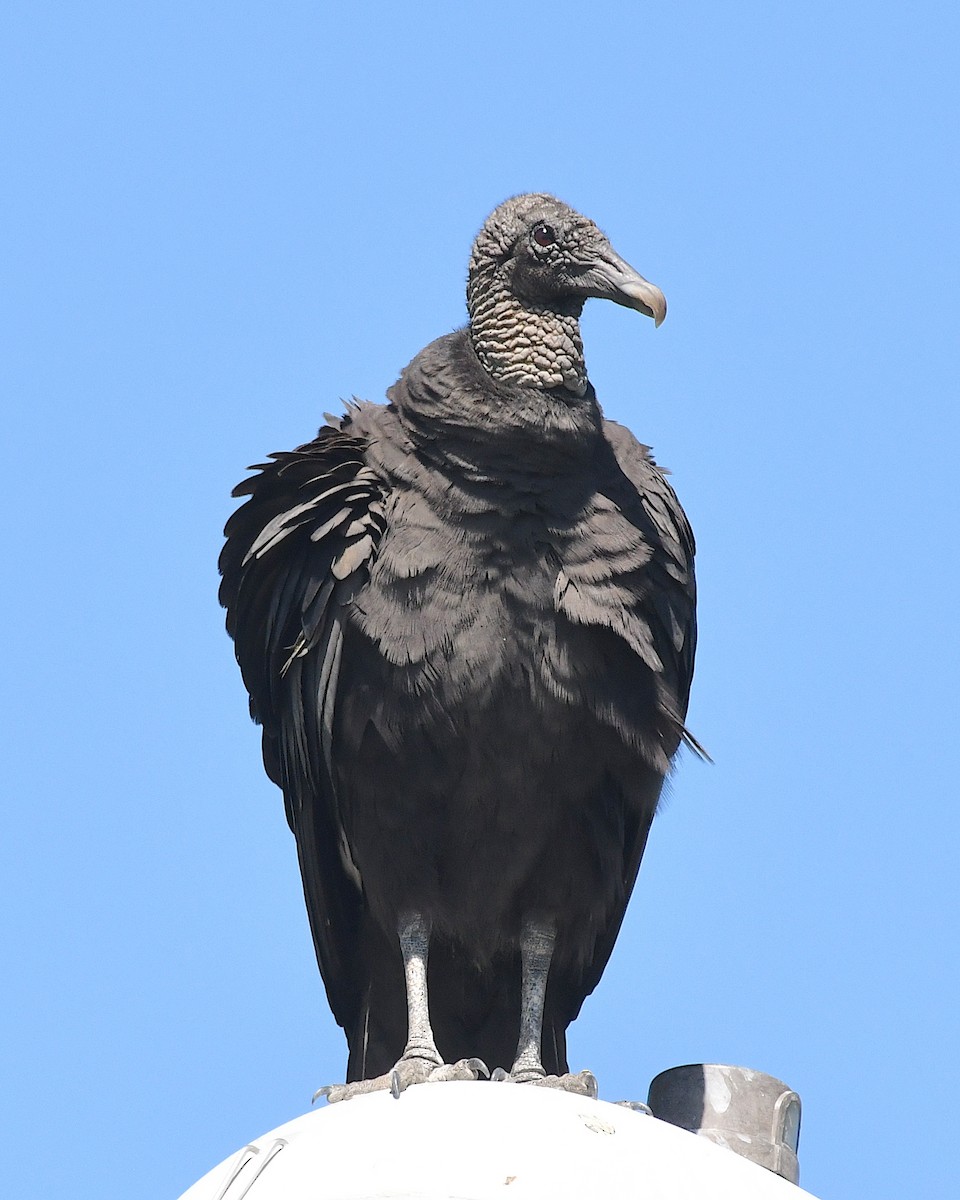 Black Vulture - ML617582670
