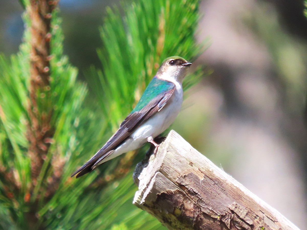 Violet-green Swallow - Chris Hayward