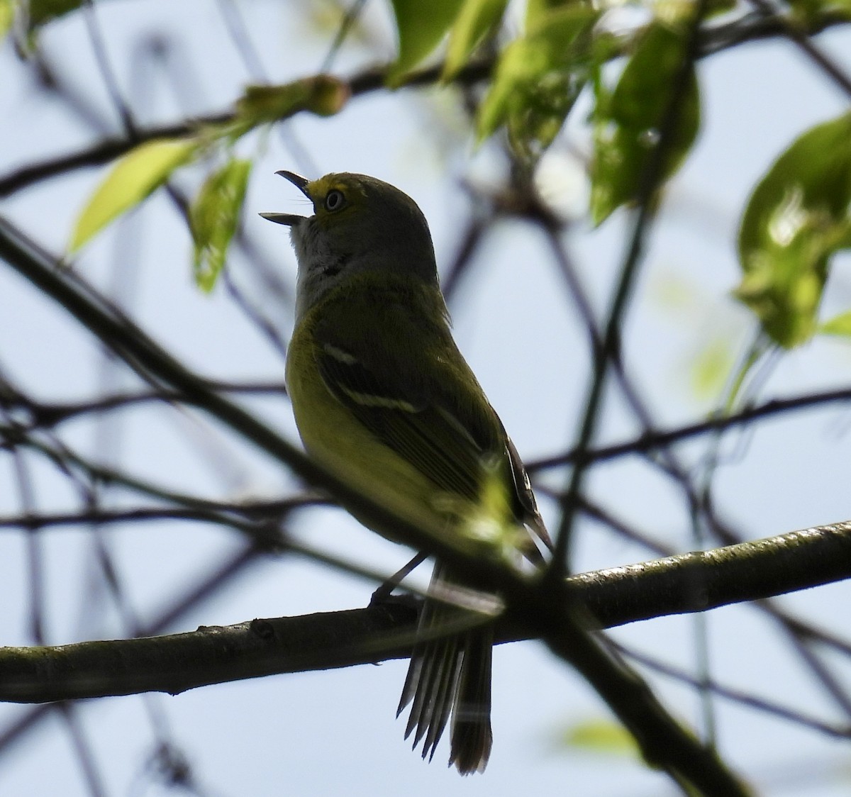 White-eyed Vireo - ML617582689