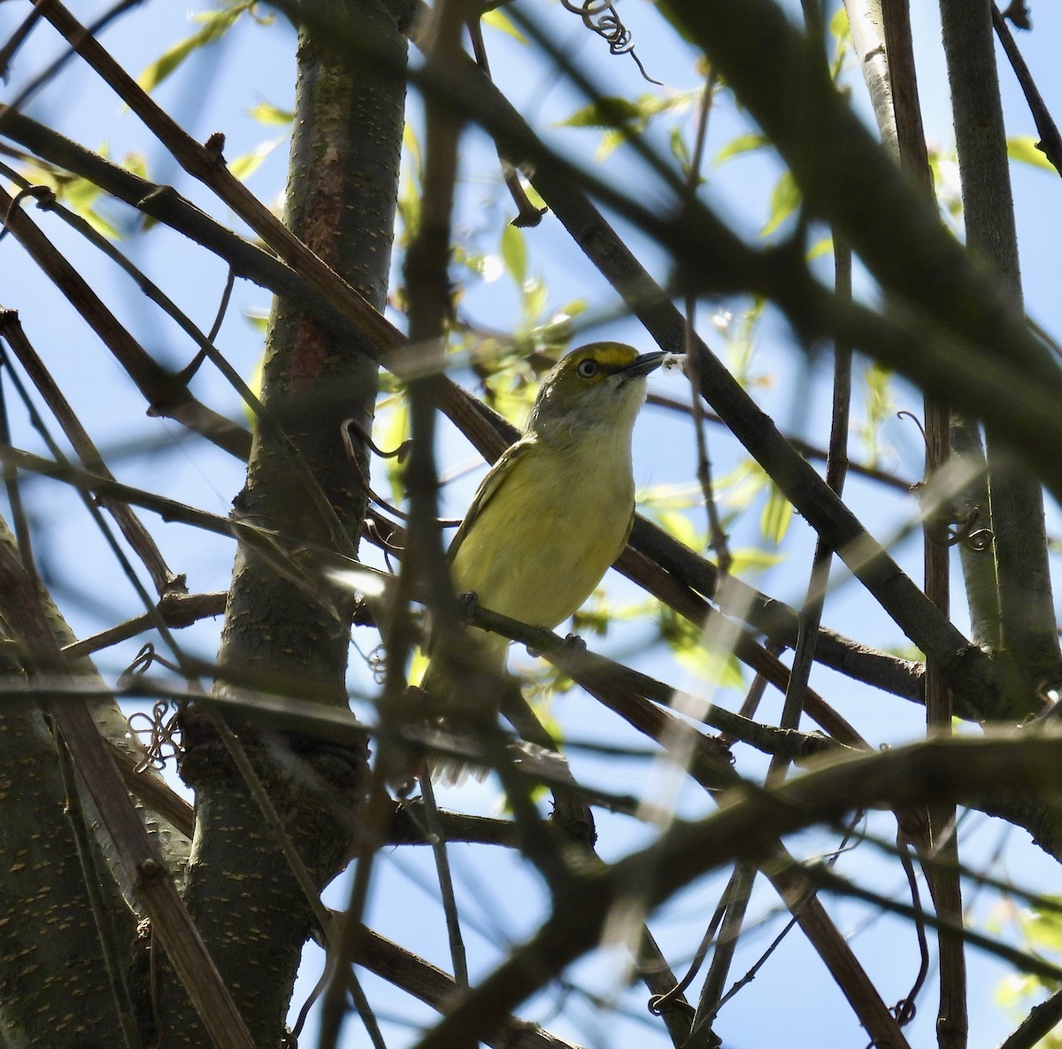 White-eyed Vireo - ML617582690