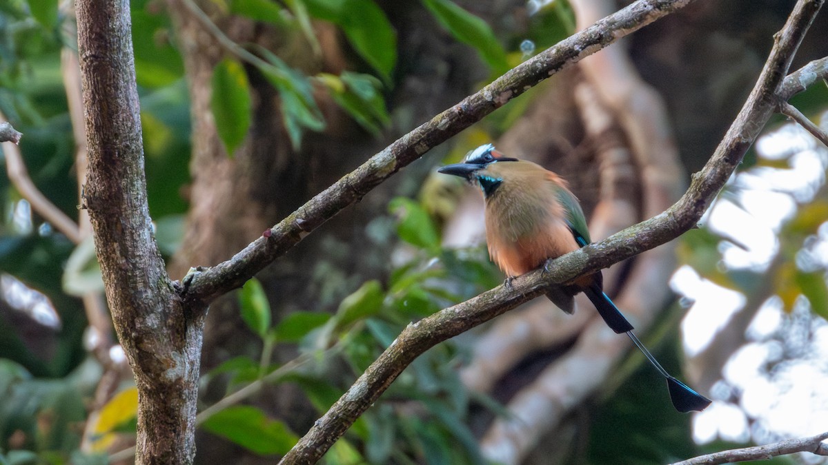 Turquoise-browed Motmot - ML617582693