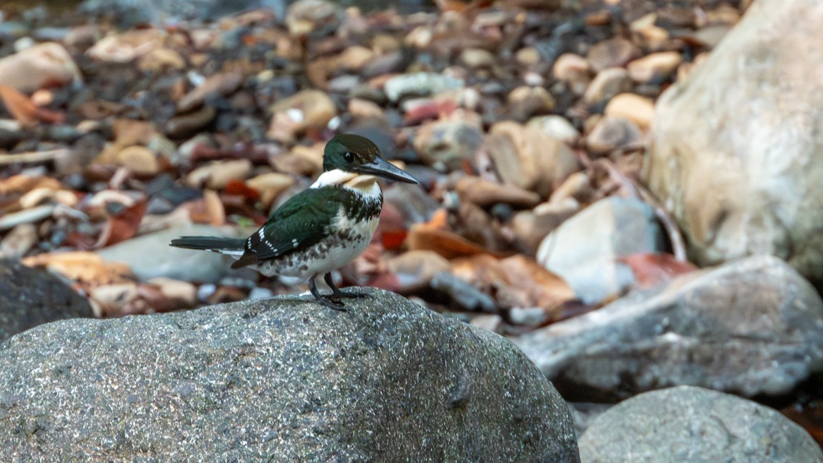 Green Kingfisher - ML617582706