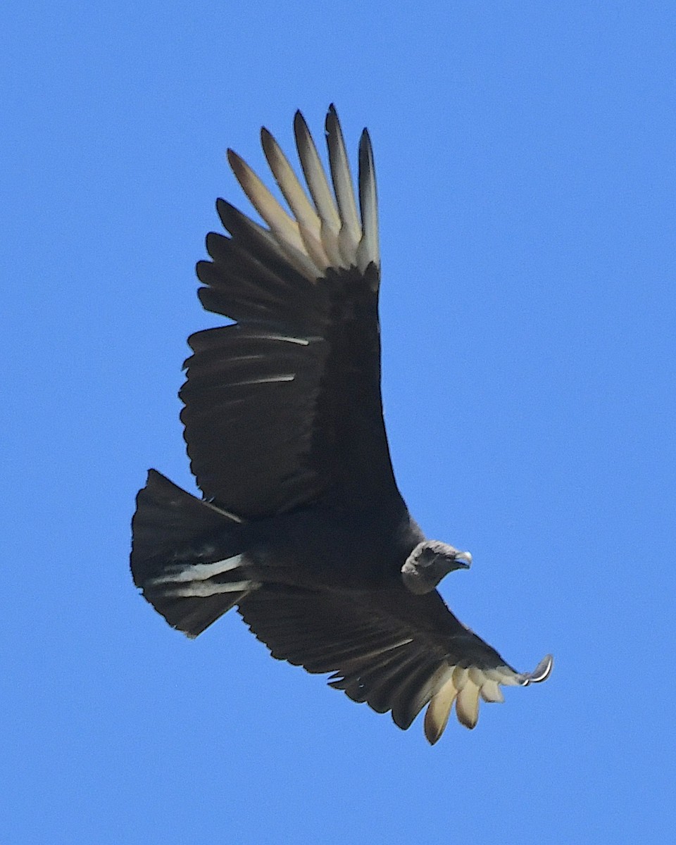 Black Vulture - ML617582714