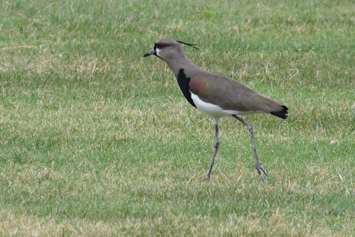 Southern Lapwing - ML617582719