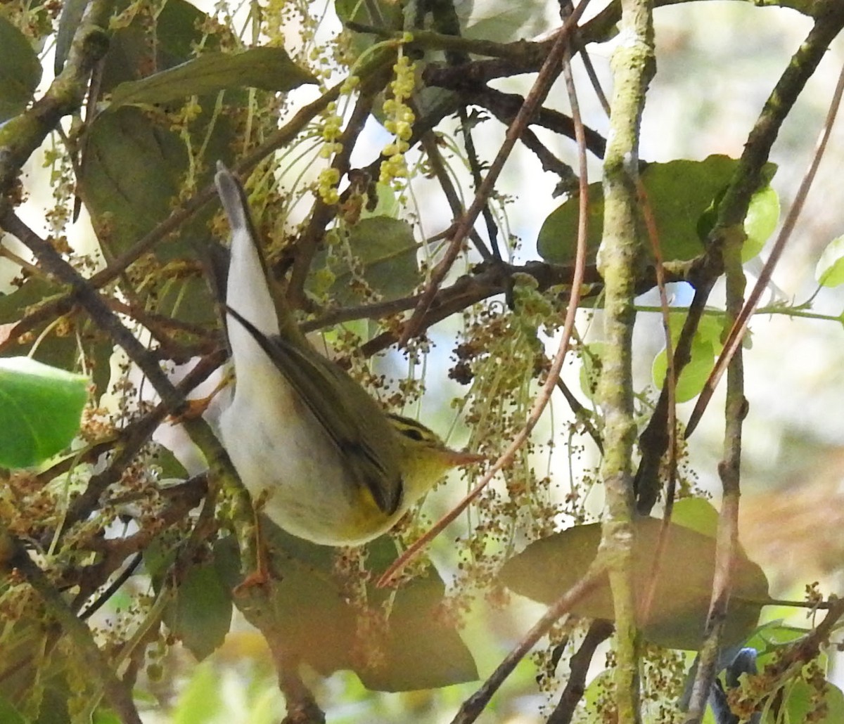 Wood Warbler - Hélio Batista