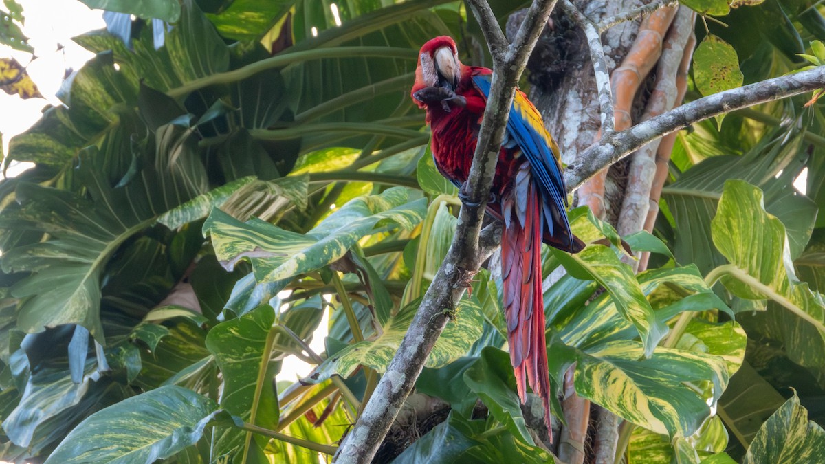 Scarlet Macaw - ML617582733