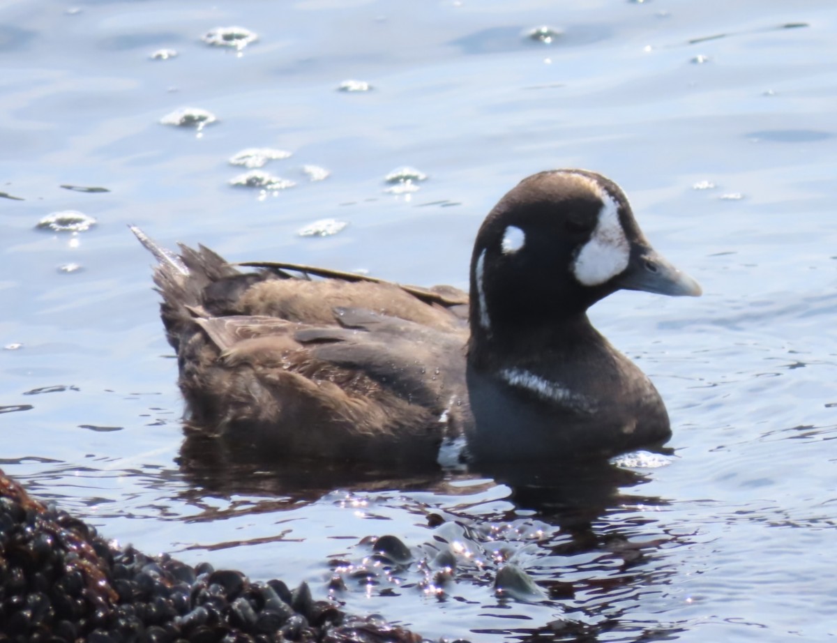 Harlequin Duck - ML617582735