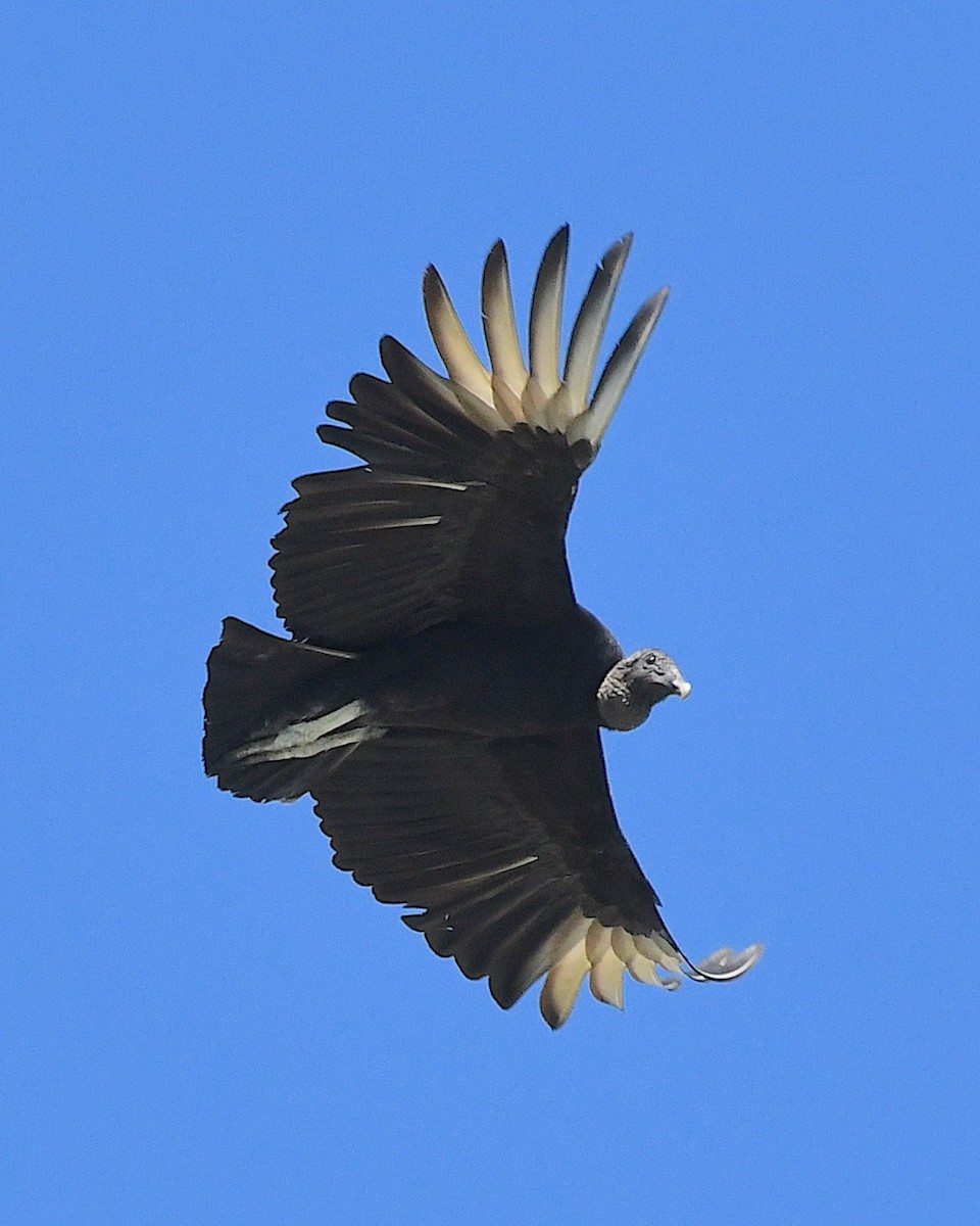 Black Vulture - ML617582739