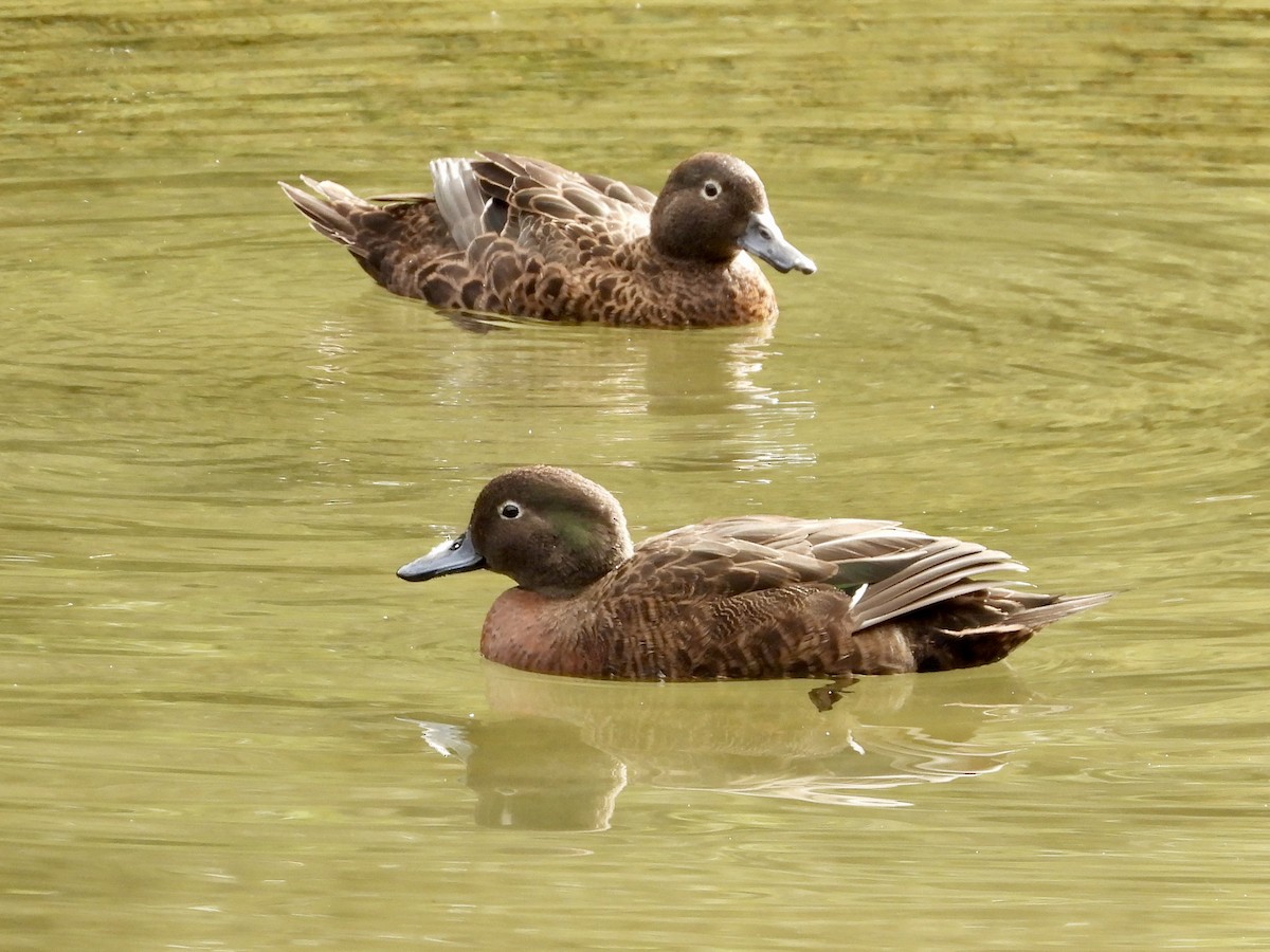 Brown Teal - ML617582742