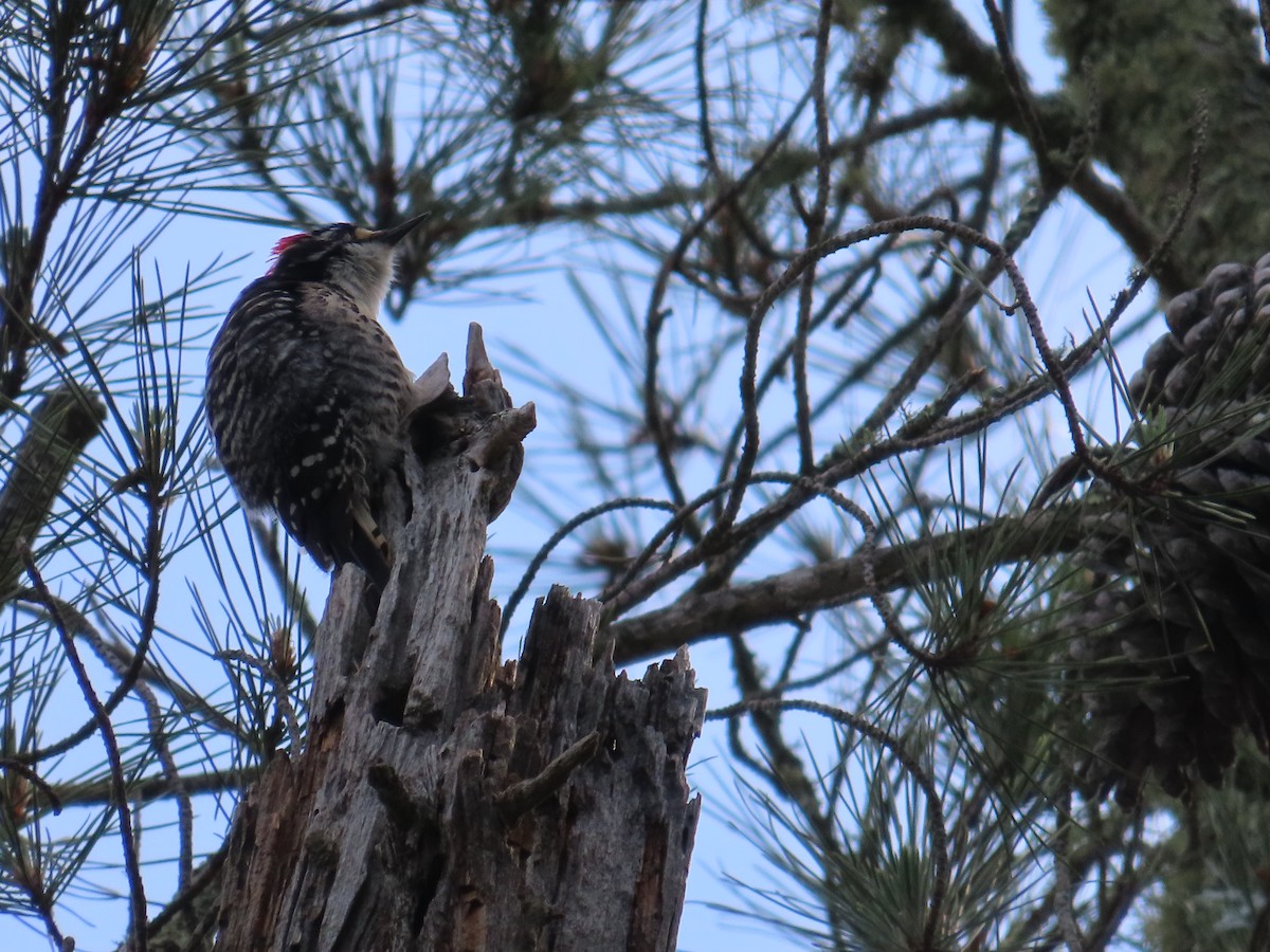 Nuttall's Woodpecker - ML617582762