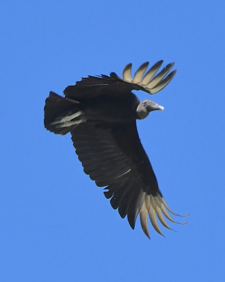 Black Vulture - ML617582775