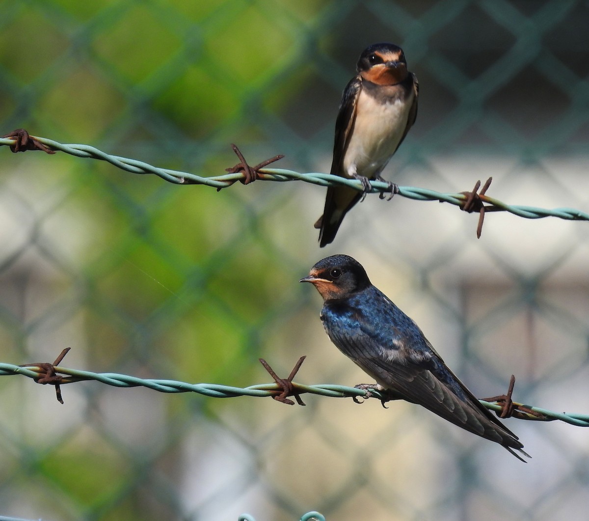 Barn Swallow - ML617582787