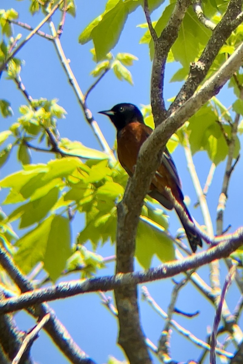 Orchard Oriole - Richard  Lechleitner