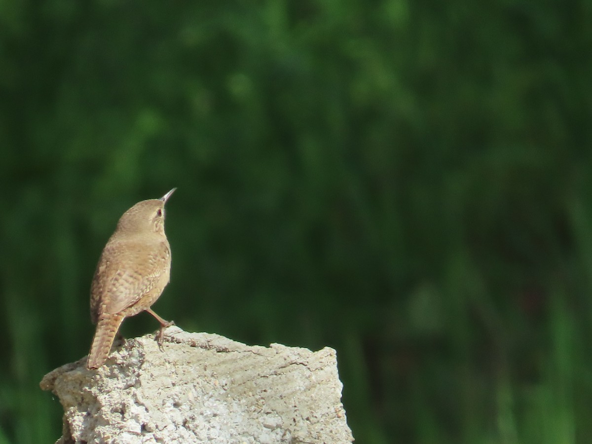 House Wren - ML617582829