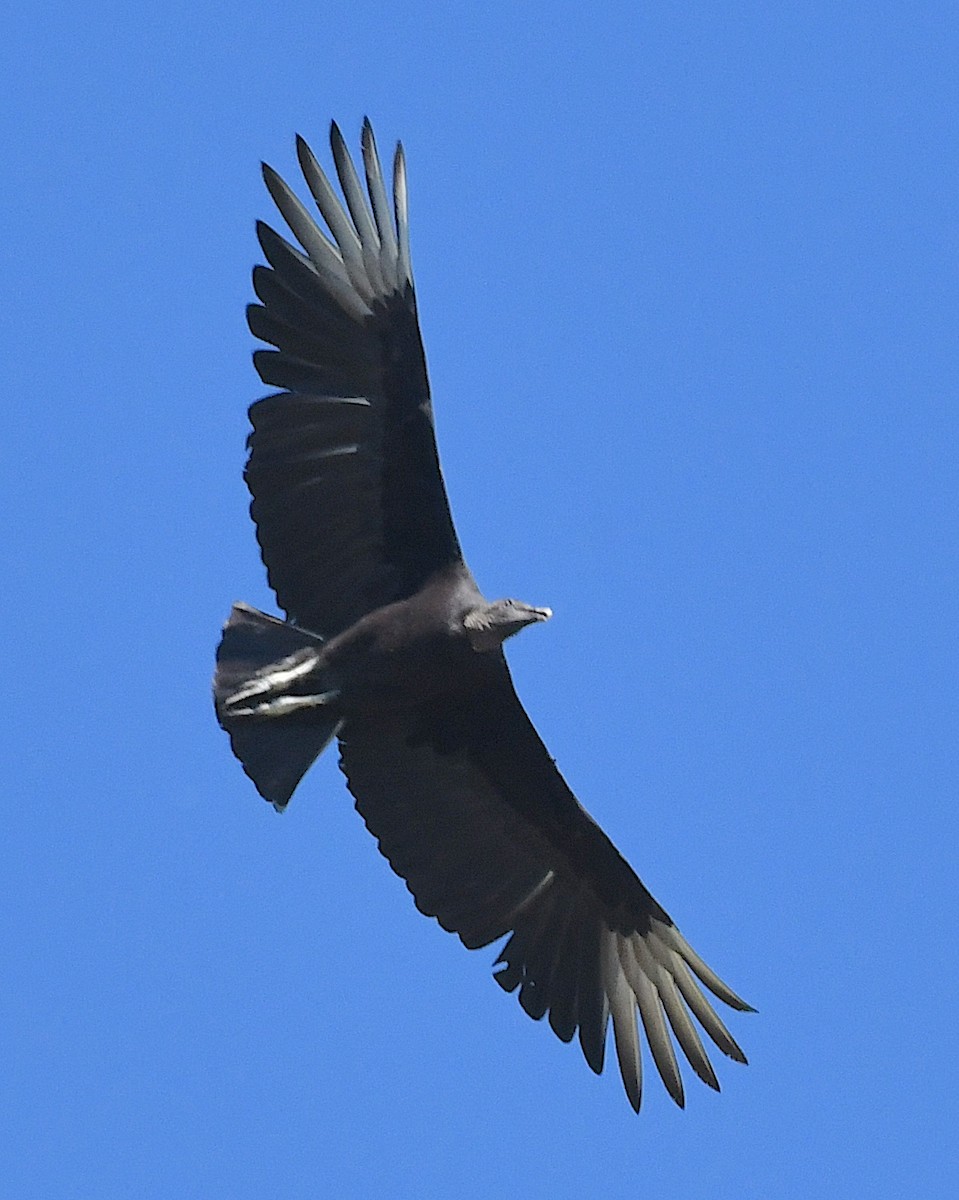 Black Vulture - ML617582842