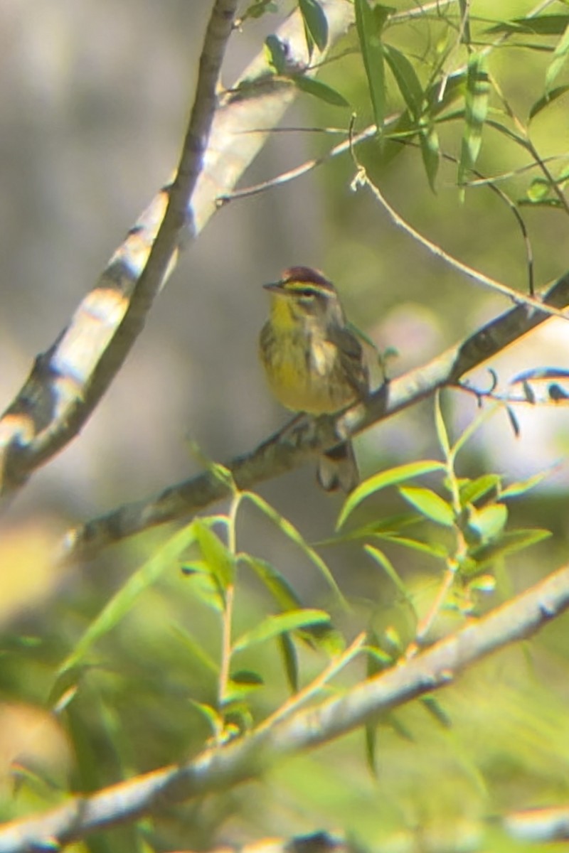 Palm Warbler (Yellow) - ML617582843