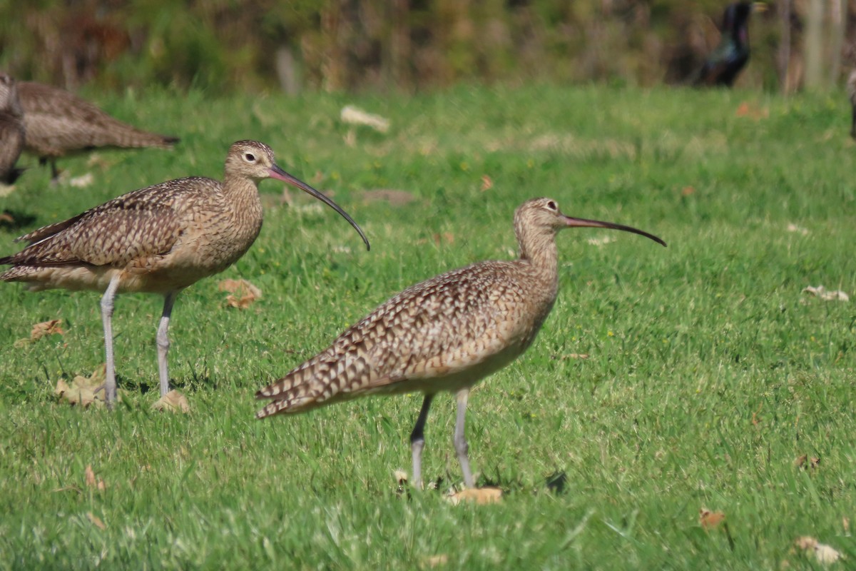 Long-billed Curlew - ML617582884