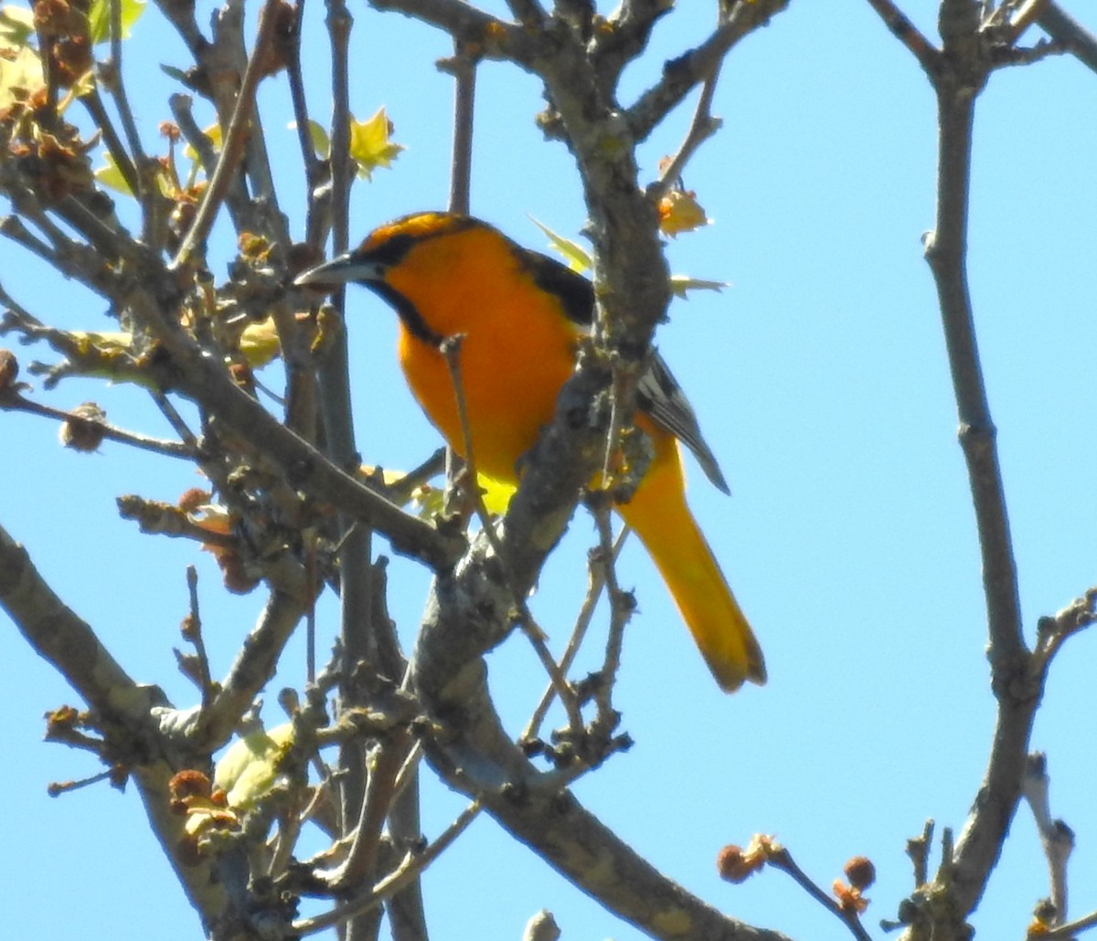 Bullock's Oriole - ML617582933