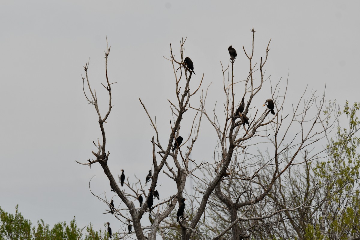 Double-crested Cormorant - Carmen Ricer