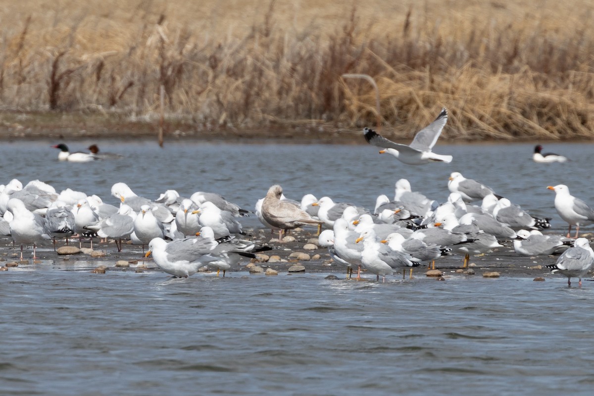 Iceland Gull - ML617583025