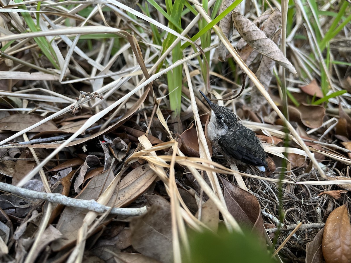 Ruby-throated Hummingbird - ML617583061