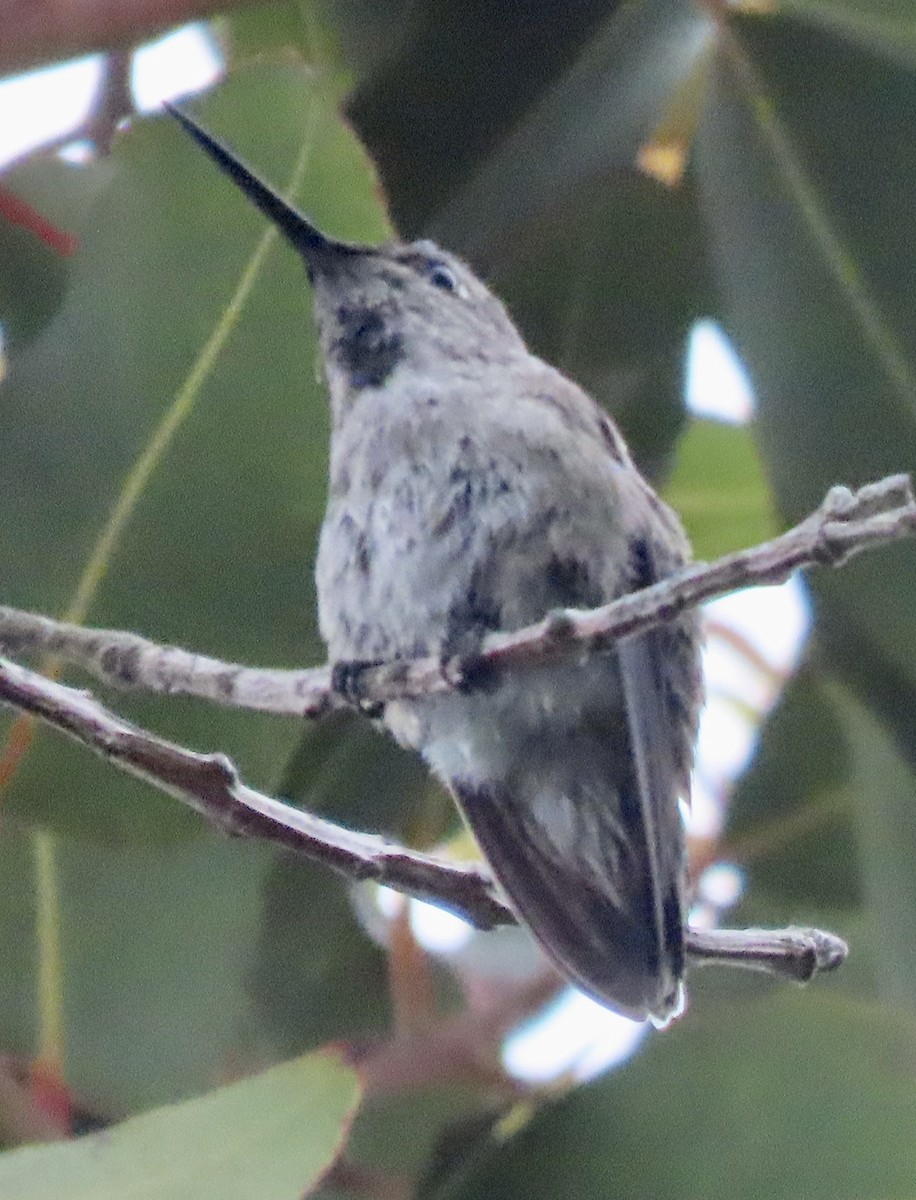 ub. kolibri (Trochilidae sp.) - ML617583170