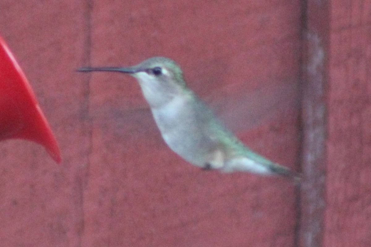 Black-chinned Hummingbird - ML617583218