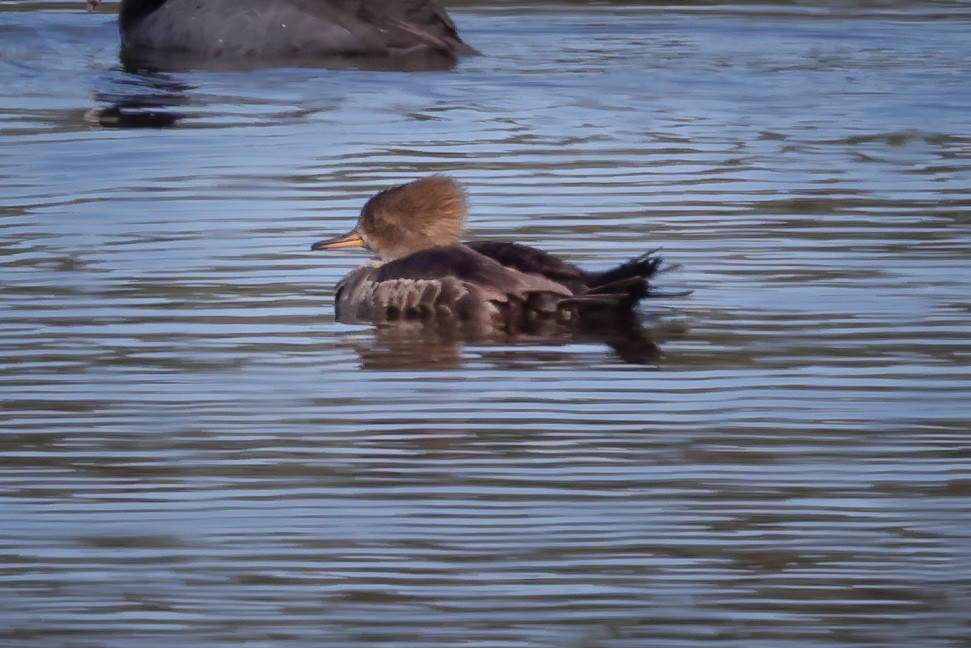 Hooded Merganser - ML617583232