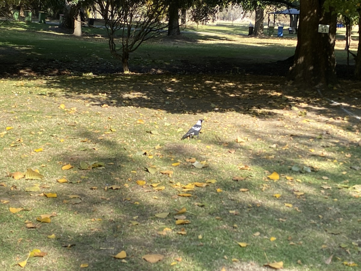 Australian Magpie - ML617583253