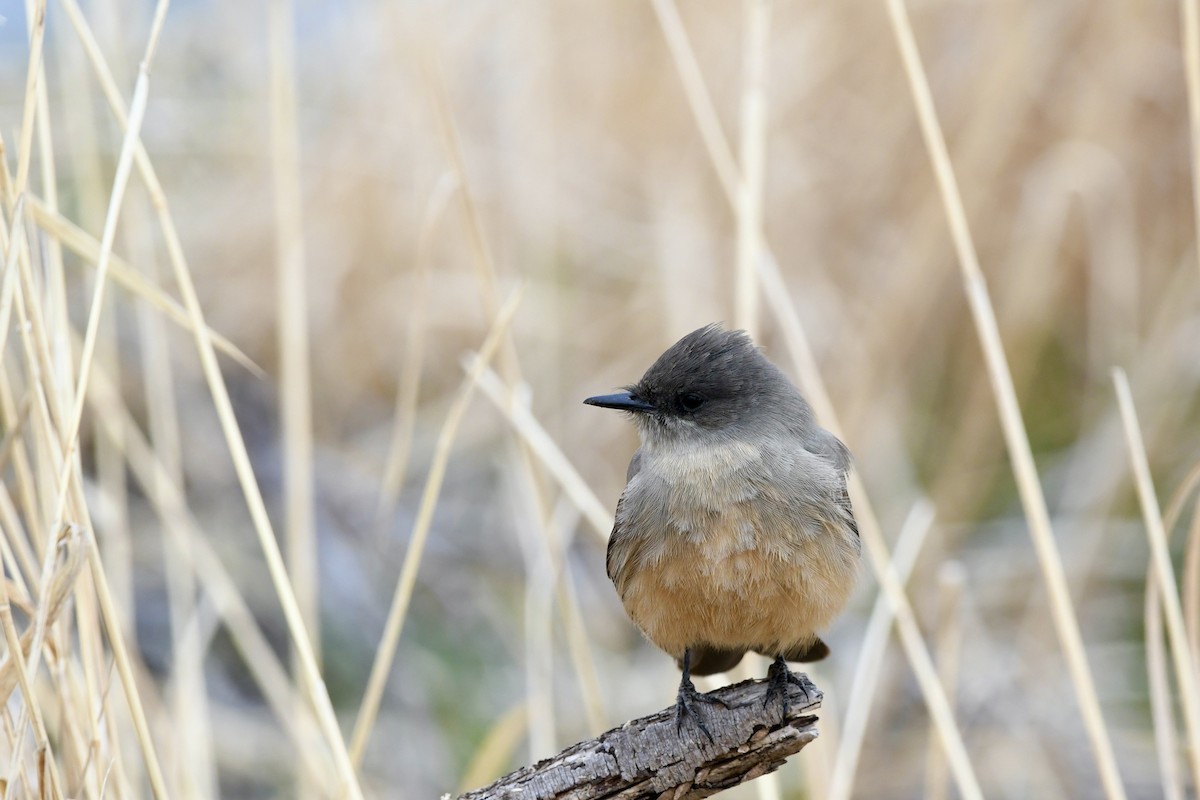 Say's Phoebe - ML617583257