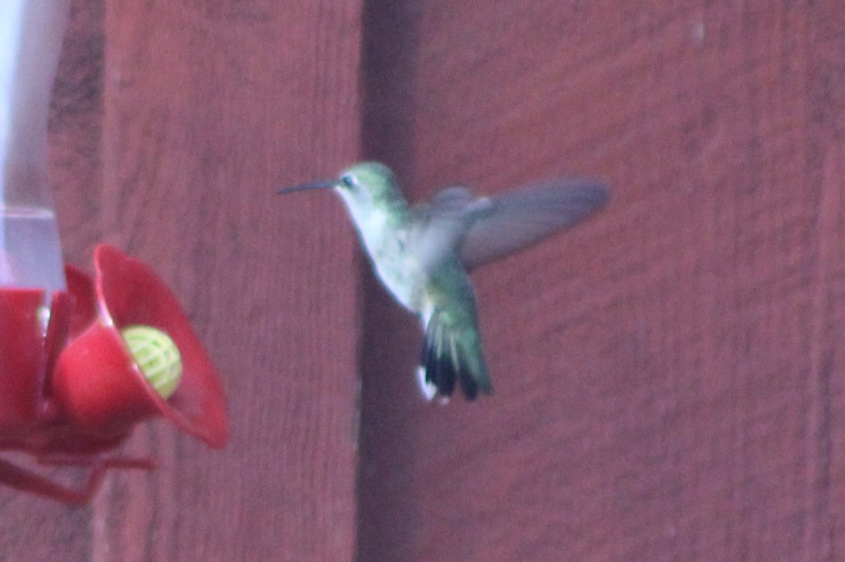 Black-chinned Hummingbird - ML617583263