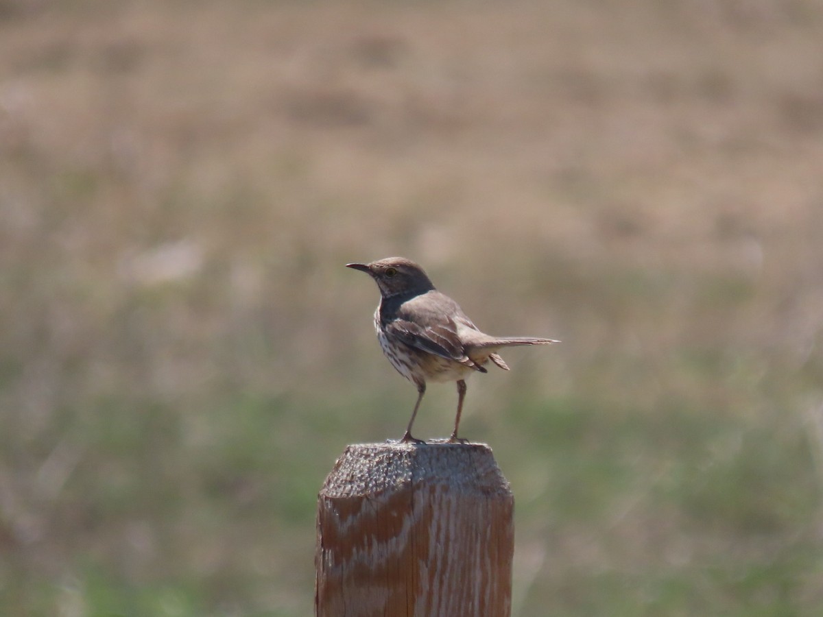 Sage Thrasher - Andrew Pratt