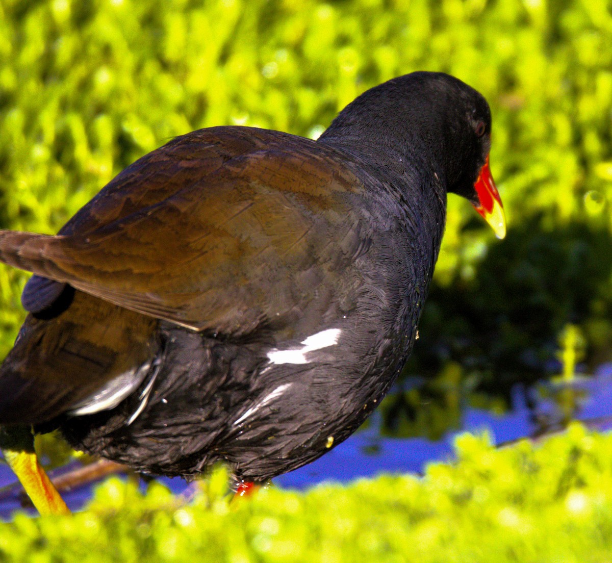 Common Gallinule - Don Carney