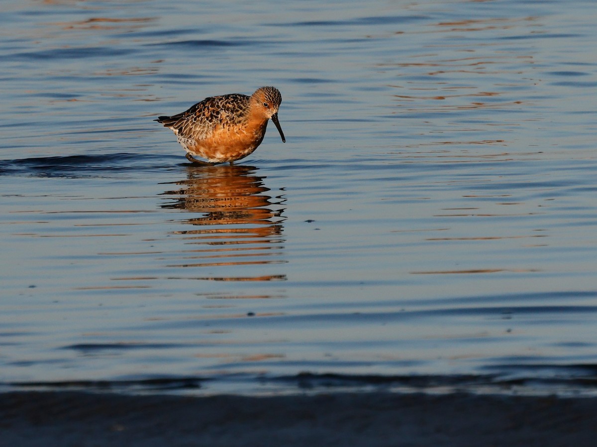Red Knot - ML617583324
