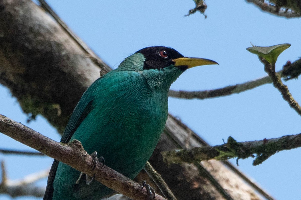 Green Honeycreeper - Andrea Heine