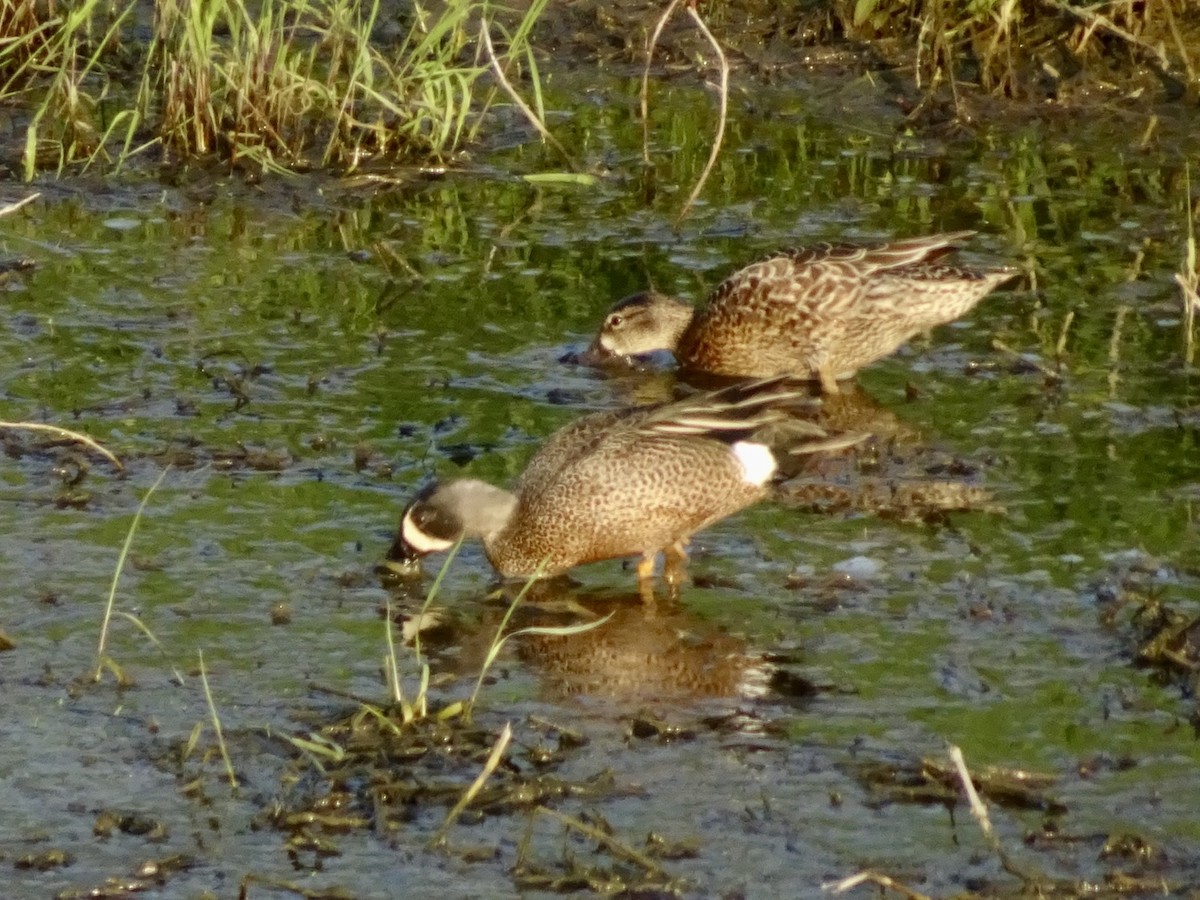 Blue-winged Teal - ML617583391