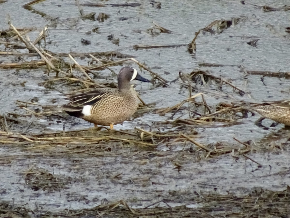 Blue-winged Teal - ML617583392