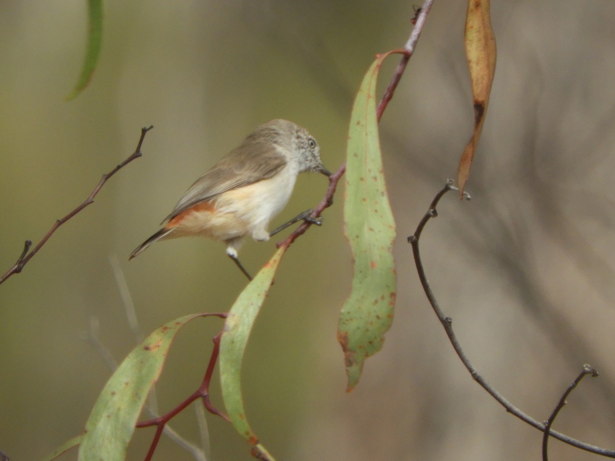 Chestnut-rumped Thornbill - Charles Silveira