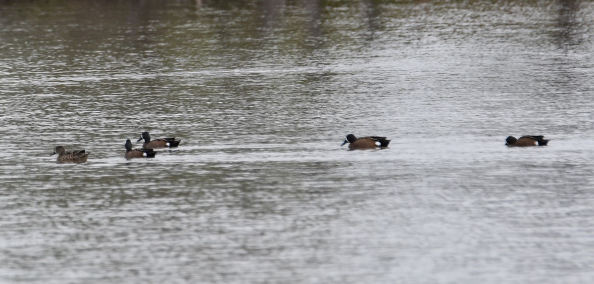 Blue-winged Teal - ML617583430