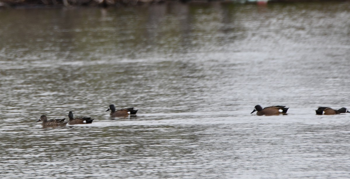 Blue-winged Teal - ML617583431